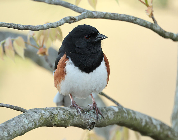Eastern Towhee Pipilo erythrophthalmus