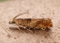 49.248 BF1139 Nut Bud Moth Epinotia tenerana