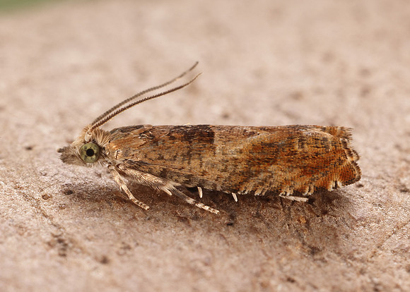 49.248 BF1139 Nut Bud Moth Epinotia tenerana