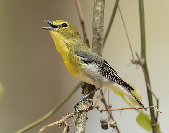 Yellow-throated Vireo Vireo flavifrons
