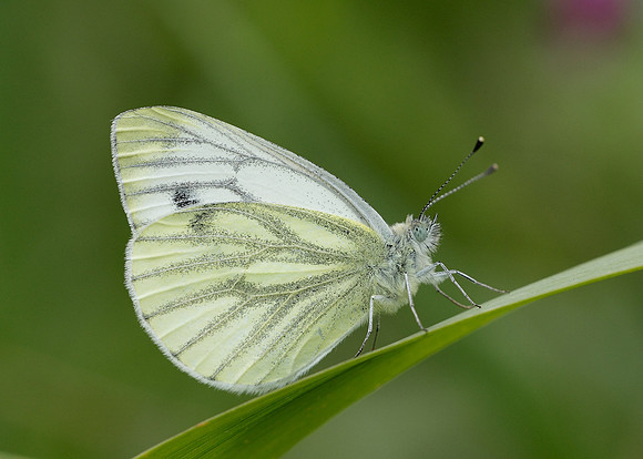 Green-veined White Pieris napi