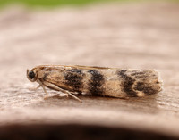 62.048 BF1470 Euzophera pinguis