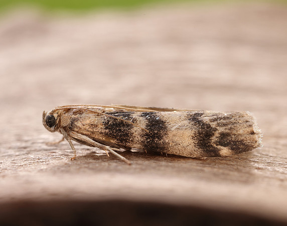 62.048 BF1470 Euzophera pinguis
