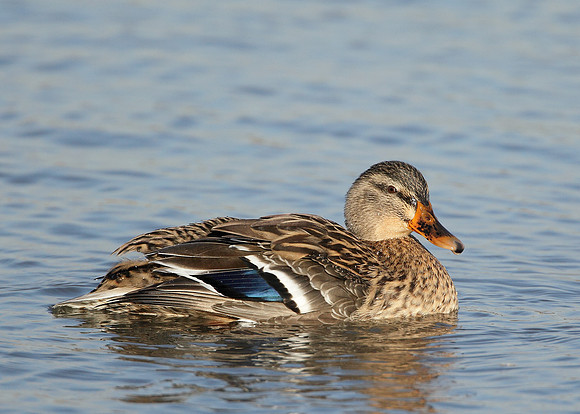 Mallard Anas platyrhynchos
