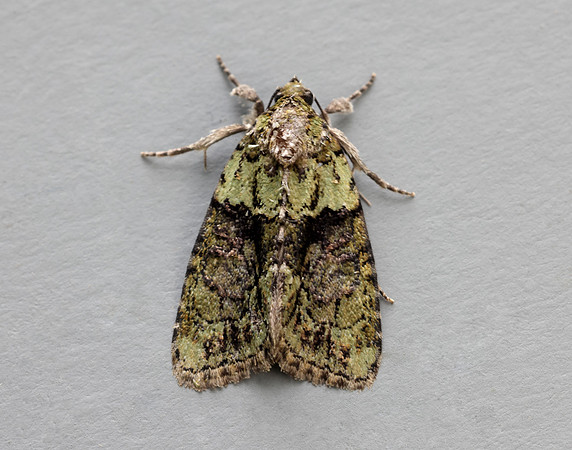 73.082 BF2292 Tree-lichen Beauty Cryphia algae
