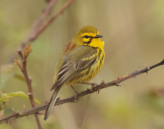 Prairie Warbler Setophaga discolor