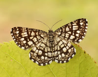 70.218 BF1894 Latticed Heath Chiasmia clathrata