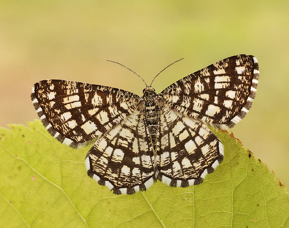70.218 BF1894 Latticed Heath Chiasmia clathrata
