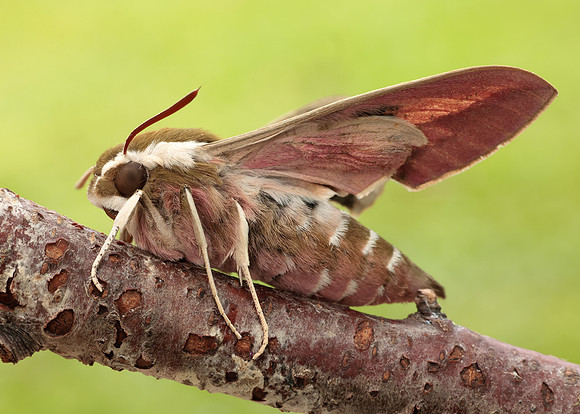69.013 BF1986 Spurge Hawk-moth Hyles euphorbiae