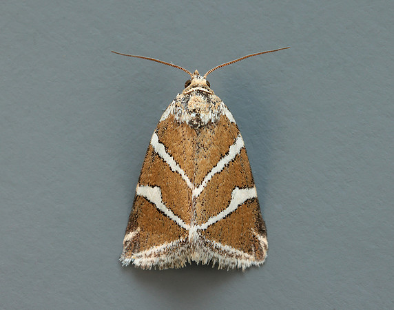 73.027 BF2413 Silver Barred Deltote bankiana
