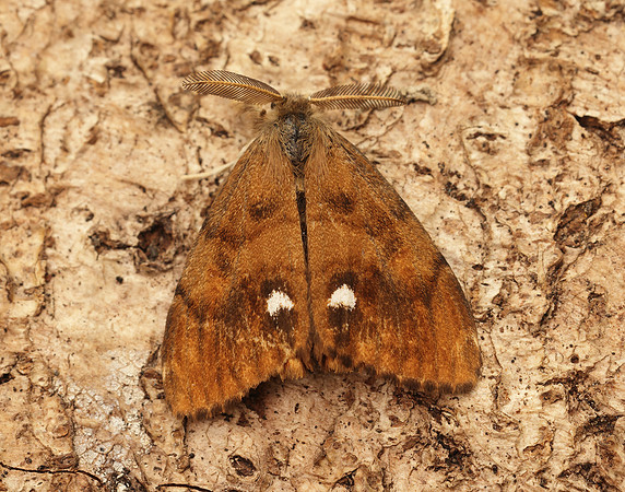 72.017 BF2026 Vapourer Orgyia antiqua
