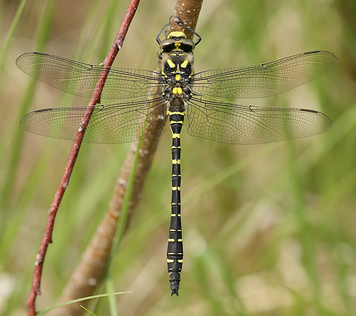 Golden-ringed Dragonfly Cordulegaster boltonii