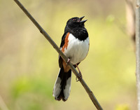 Eastern Towhee Pipilo erythrophthalmus