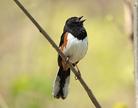 Eastern Towhee Pipilo erythrophthalmus