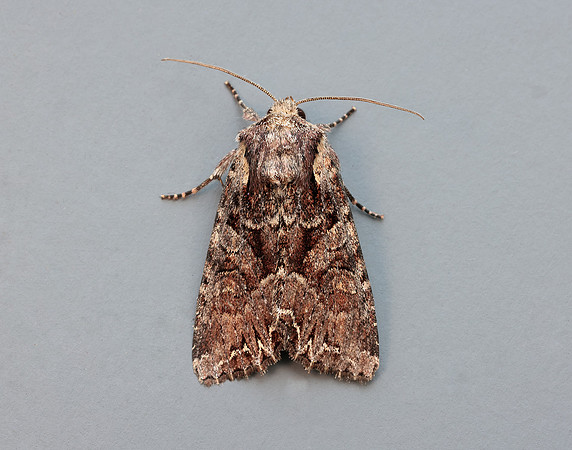 73.264 BF2158 Pale-shouldered Brocade Lacanobia thalassina