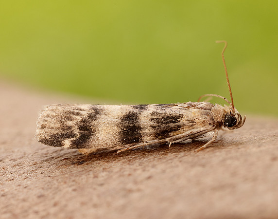 62.048 BF1470 Euzophera pinguis