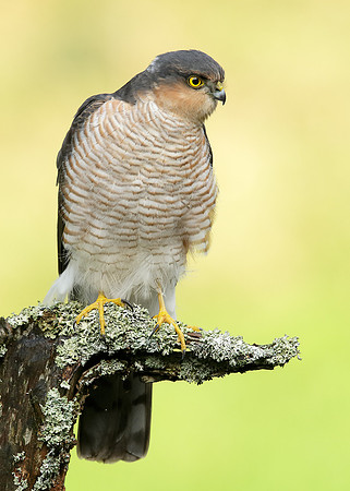 Sparrowhawk Accipiter nisus
