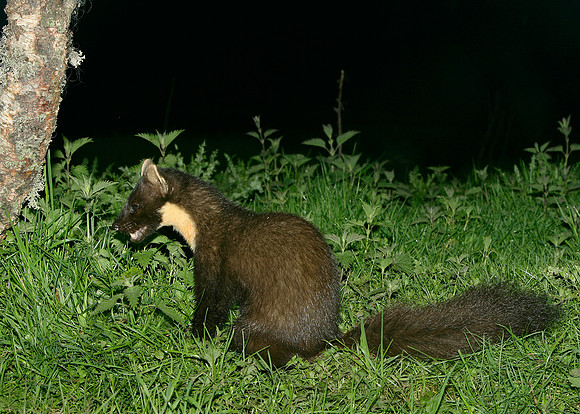 Pine Marten Martes martes