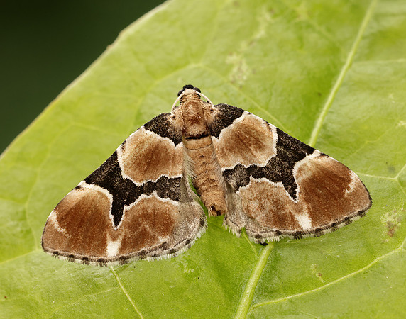 70.140 BF1810 Marsh Carpet Gagitodes sagittata