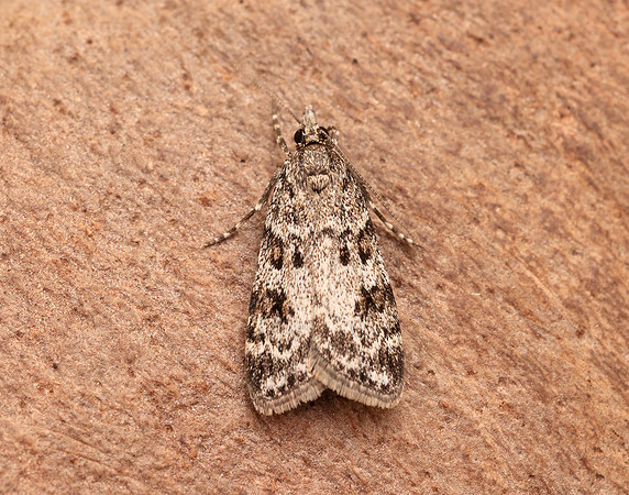 63.064 BF1334 Scoparia ambigualis