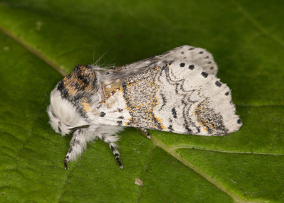 71.005 BF1997 Sallow Kitten Furcula furcula