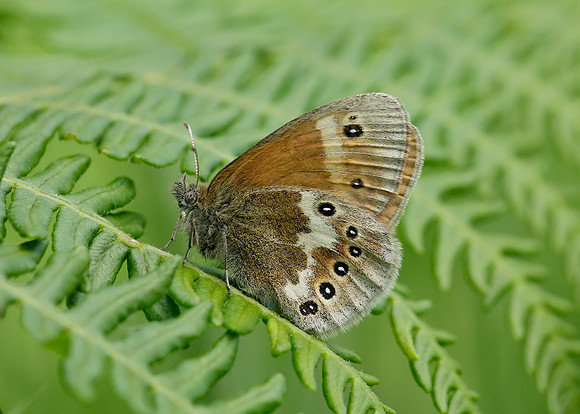 Large Heath Coenonympha tullia davus
