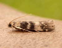62.048 BF1470 Euzophera pinguis