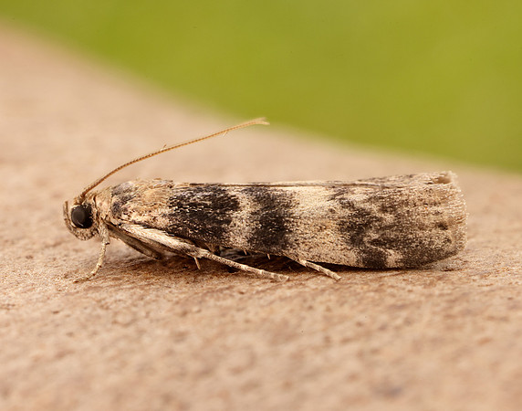 62.048 BF1470 Euzophera pinguis