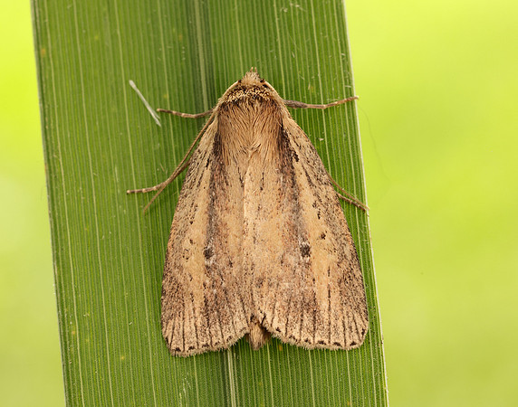 73.141 BF2371 Brown-veined Wainscot Archanara dissoluta