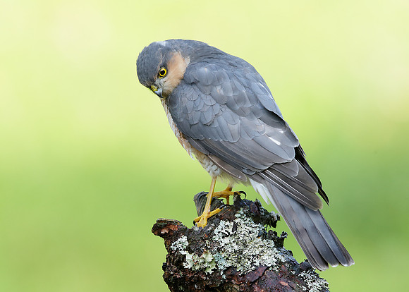Sparrowhawk Accipiter nisus