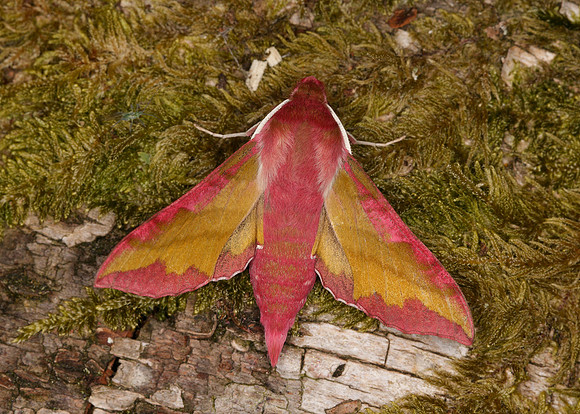 Small Elephant Hawk-moth Deilephila porcellus
