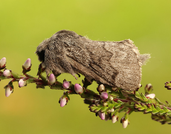 66.002 BF1632 Pale Eggar Trichiura crataegi