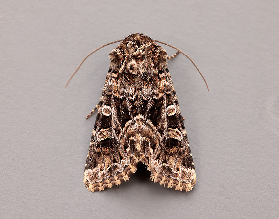 73.286 BF2167 Tawny Shears Hadena perplexa