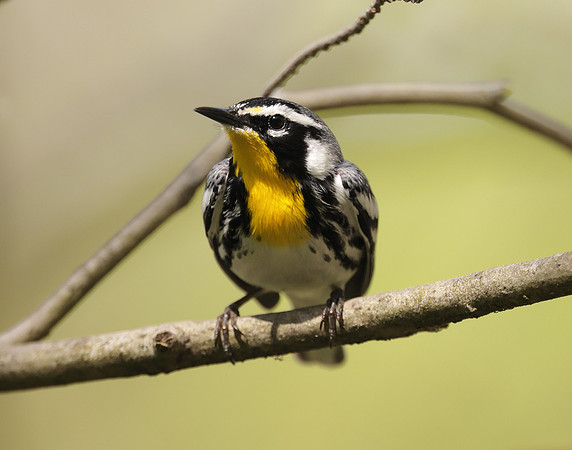 Yellow-throated Warbler  Setophaga dominica