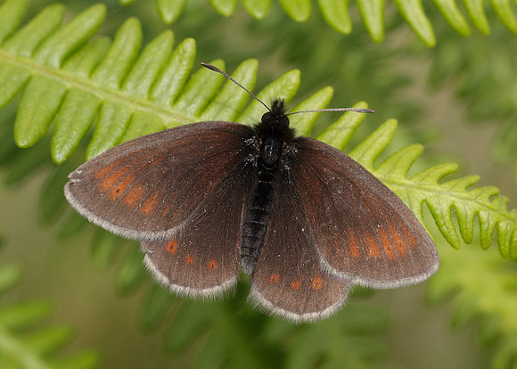 Mountain Ringlet Erebia epiphron