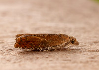 49.248 BF1139 Nut Bud Moth Epinotia tenerana