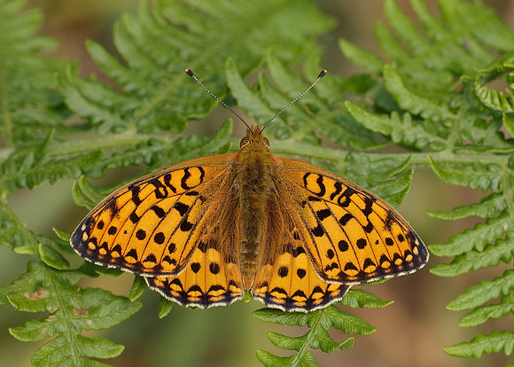 Dark Green fritillary Argynnis aglaja