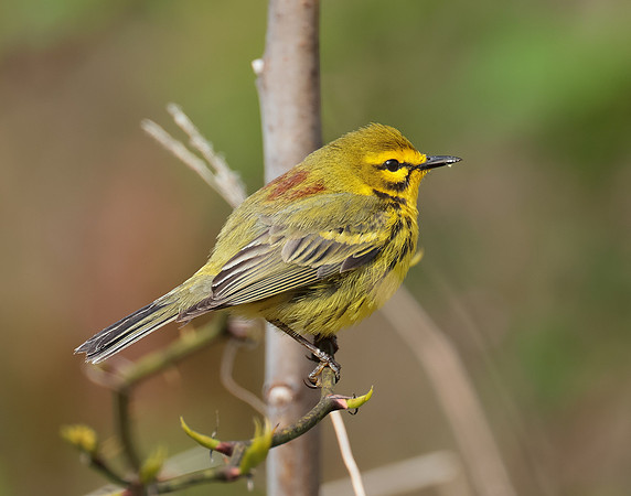 Prairie Warbler Setophaga discolor