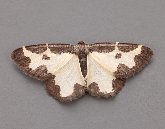 70.207 BF1887 Clouded Border Lomaspilis marginata