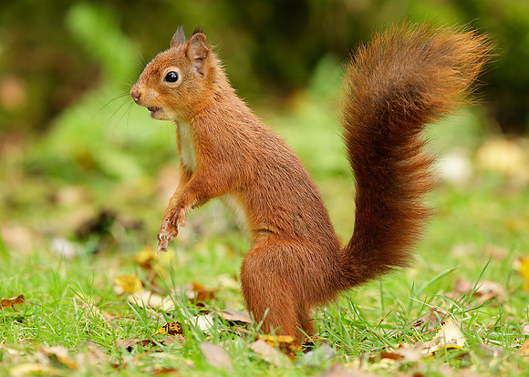 Red Squirrel Sciurus vulgaris