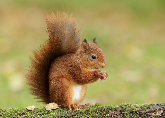 Red Squirrel Sciurus vulgaris