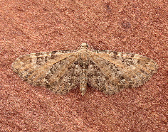 70.183 BF1834 Common Pug Eupithecia vulgata