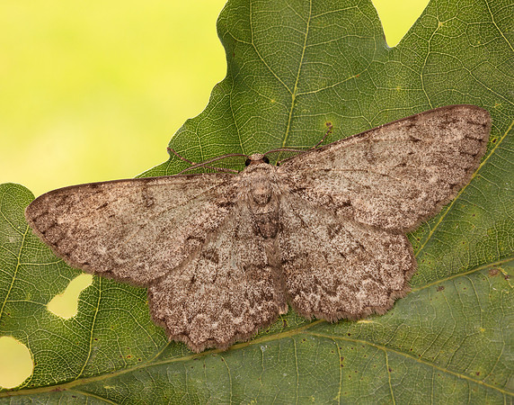 70.268 BF1944 Pale Oak Beauty Hypomecis punctinalis
