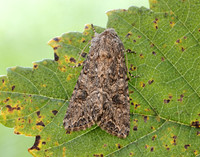 73.255 BF2145 The Nutmeg Anarta trifolii