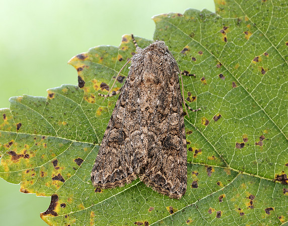 73.255 BF2145 The Nutmeg Anarta trifolii