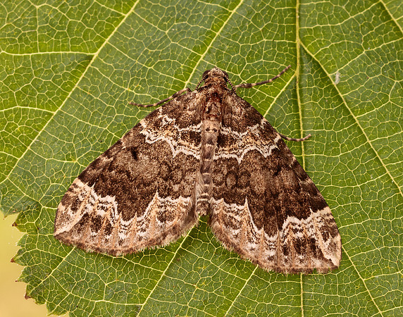 70.104 BF1751 Devon Carpet Lampropteryx otregiata