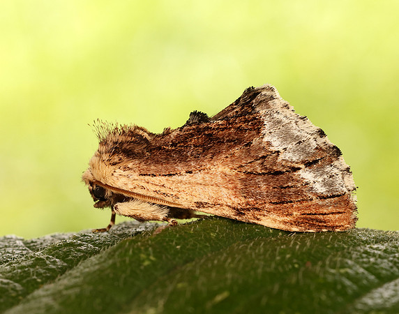 71.022 BF2009 Maple Prominent Ptilodon cucullina