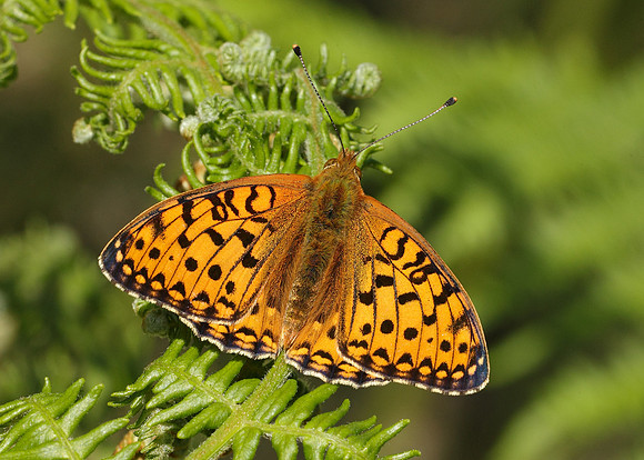 Dark Green fritillary Argynnis aglaja