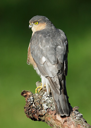 Sparrowhawk Accipiter nisus