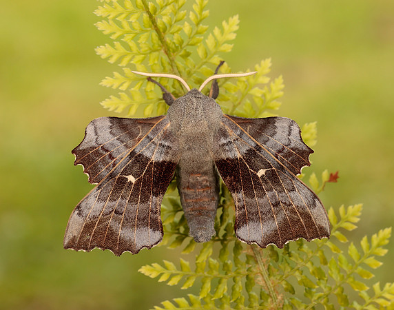 69.003 BF1981 Poplar Hawk-moth Laothoe populi